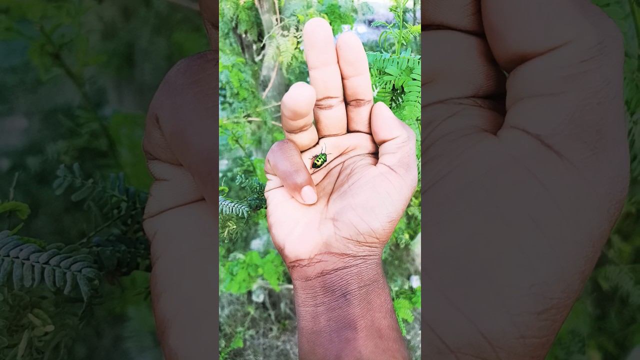 Asian beetles you've never seen 