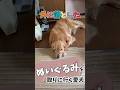 【IQ高い犬】ご褒美欲しさに！わざと落とす愛犬ホット君