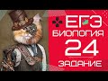 ЕГЭ биология 2020 Задание 24 Рохлов разбор | БиоХак