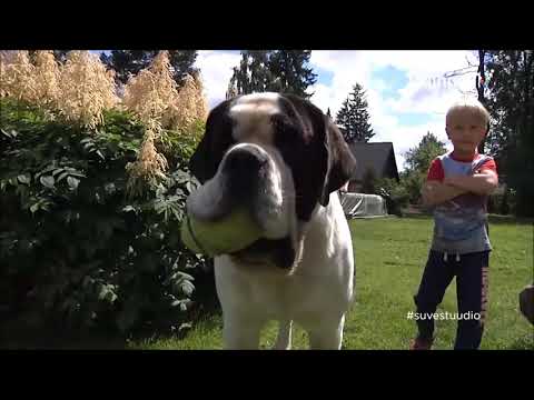 Video: Kuidas Basset Hounds kodus