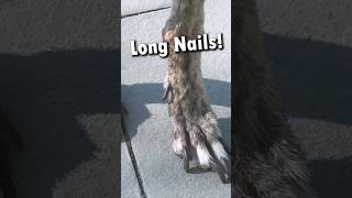 Solution For Long Nails, Natural Trimming #Shorts #dogs #dogcare #dogtips