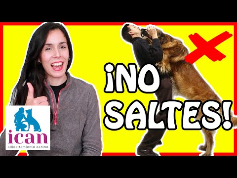 Video: Cómo enseñar a tu perro esquimal a dejar de saltar sobre la gente