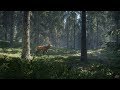 TheHunter: Call Of The Wild Гуляем по полям да по лесам