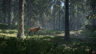 TheHunter: Call Of The Wild Гуляем по полям да по лесам