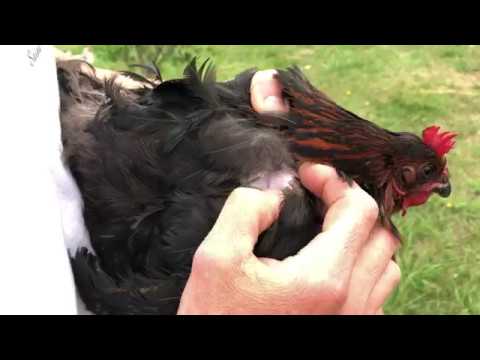 Vidéo: Acariens Parasites Des Plumes Chez Les Oiseaux