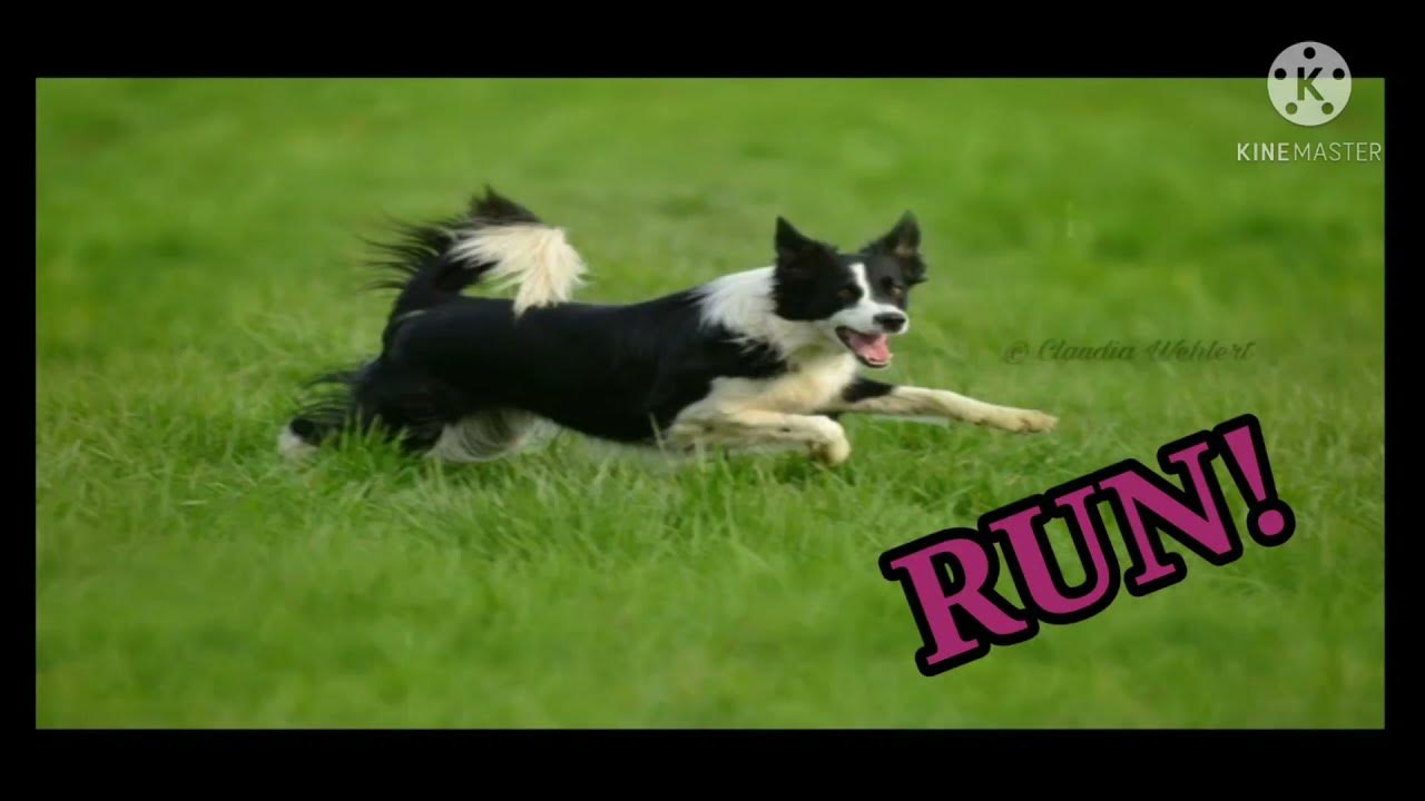 Running sound effect. Running sound effect