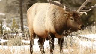 Life of Elk! The year-round life cycle of elk.