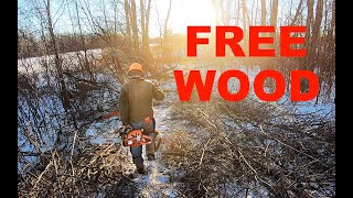 FREE ASH and OAK firewood cut!  #590