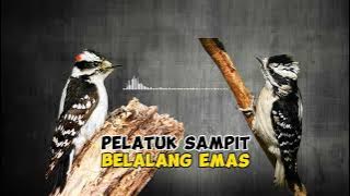 Masteran Pelatuk Sampit Sambung Belalang Emas Jernih