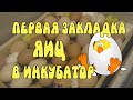 🐣ПЕРВАЯ ЗАКЛАДКА ЯИЦ В ИНКУБАТОР🐥 ЖИЗНЬ В СТАНИЦЕ.