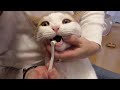 猫たちの歯磨きに挑戦　【ねこ cat】