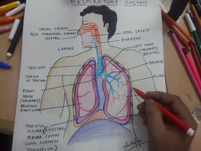 How to draw easy diagram of human respiratory system - Brainly.in