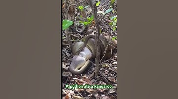 A python ate a kangaroo #short
