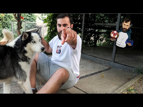 ჩემი ოთხფეხა მეგობრები