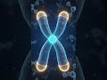 Structure of Chromosome🧬 | Sister Chromatids, Centromere & Telomeres #Shorts@NextGenScience