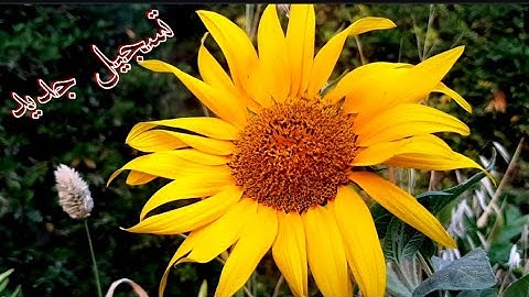 { وَقَالُواْ ٱلۡحَمۡدُ لِلَّهِ ٱلَّذِي صَدَقَنَا وَعۡدَهُۥ } - سورة الزمر - تسجيل جديد