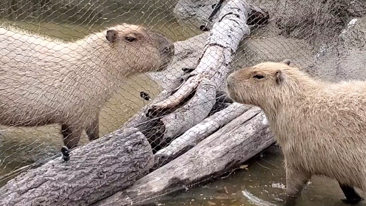 カピバラ カピバラのベテランのボス 対 若手ボス。Capybara young boss