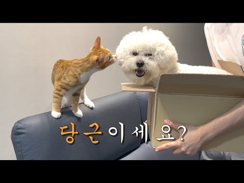 고양이한테 강아지 팔았습니다