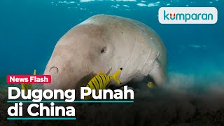Dugong, Mamalia yang Inspirasi Kisah Putri Duyung Disebut Punah di China