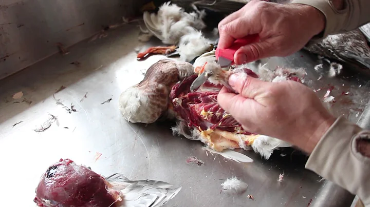 Ördek Hazırlığı: Kanatlar ve Bacakları Koruma - Video İle Birlikte