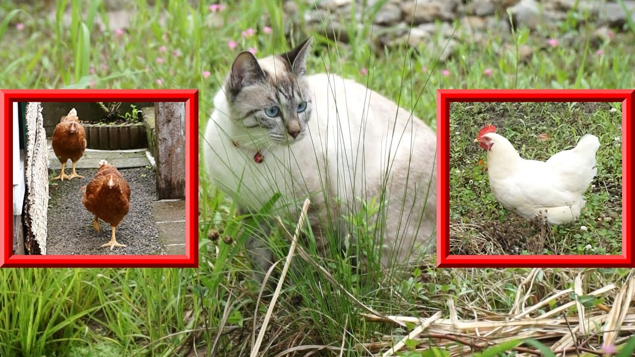 【猫とニワトリ】三者三様の庭遊び - YouTube