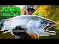 Cómo pescar salmón Coho en ríos: técnicas con spinners, huevas y más