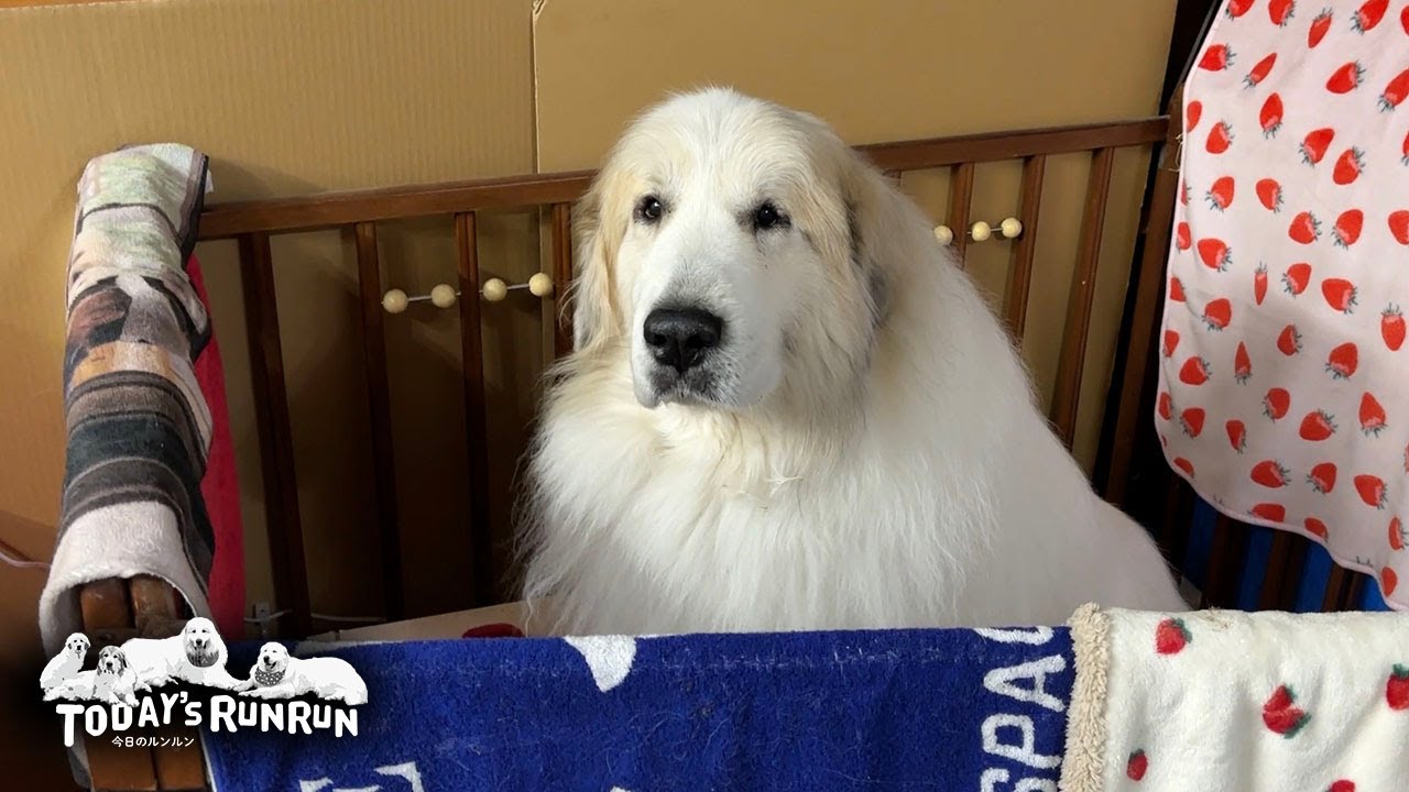 リリーになりすまして余分にご飯を食べようと企むアランです　Great Pyrenees　グレートピレニーズ