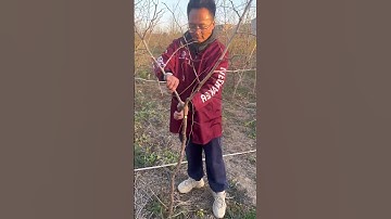 The correct method for pruning jujube trees