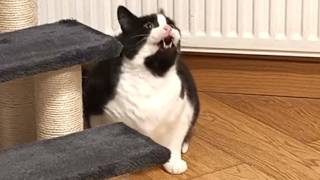 When The Catnip Kicks In