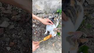 a hungry cat #catlover #catvideos #cat #shorts Resimi