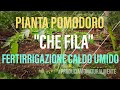 Coltivazione Pomodoro | Fertirrigazione clima Caldo Umido