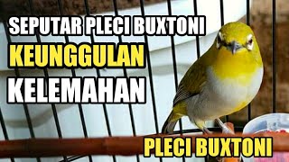 SEPUTAR PLECI BUXTONI | KELEBIHAN DAN KEKURANGAN SERTA CARA PERAWATAN PLECI BUXTONI #PLECIMANIA