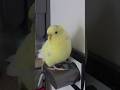 "Ya bu havalar ne böyle bi sıcak bi soğuk!" 😅 #muhabbetkuşu #budgie