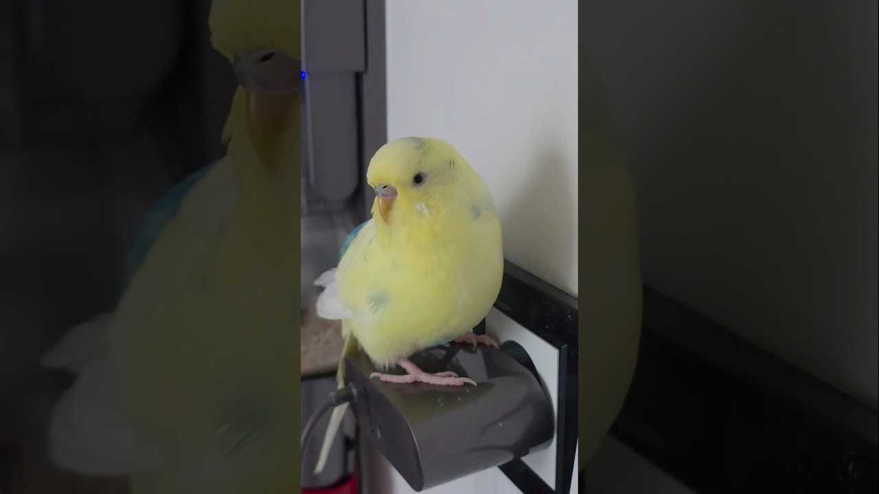 "Ya bu havalar ne böyle bi sıcak bi soğuk!" 😅 #muhabbetkuşu #budgie