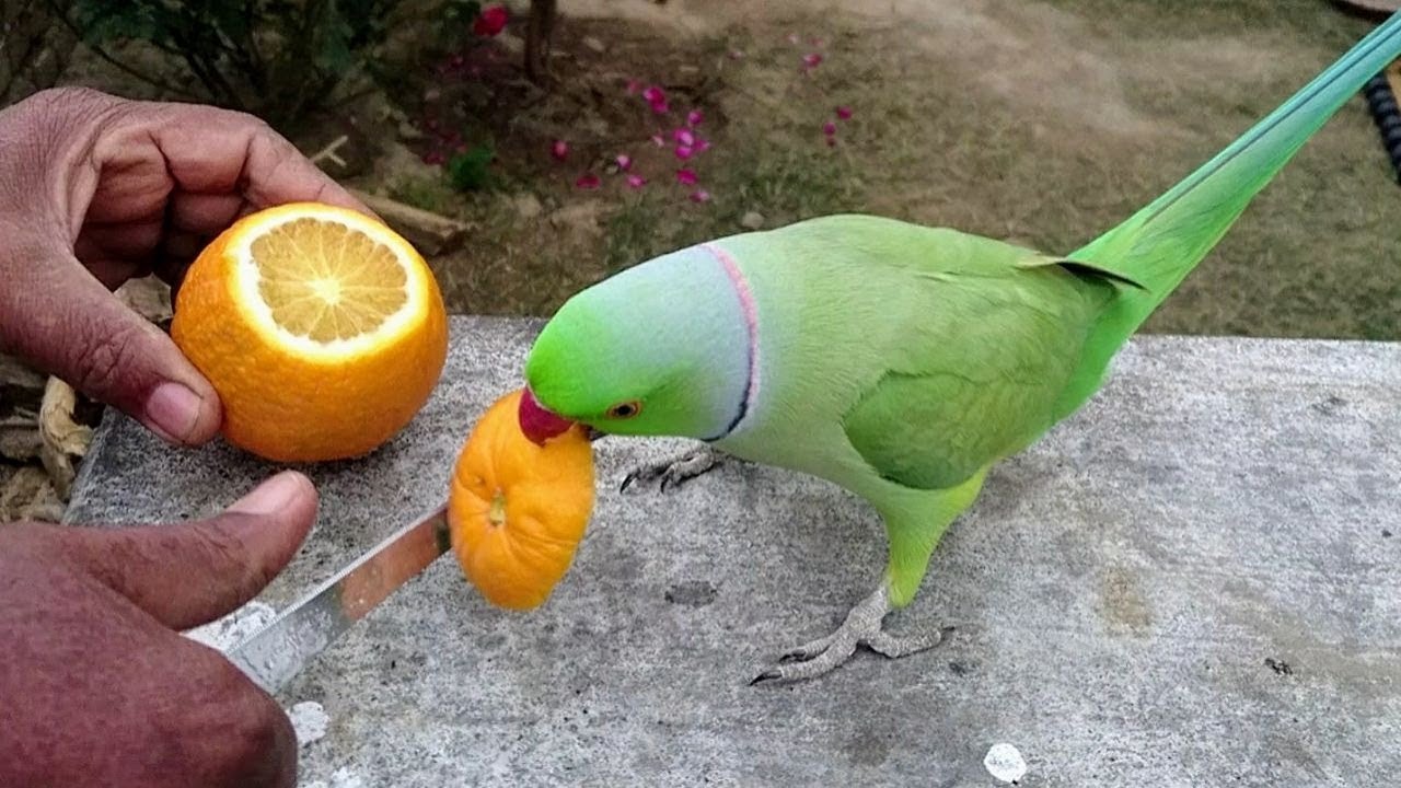 Мандарин волнистым попугаям. Попугай мандарин. Попугай ест фрукты. Банановый попугай. Попугай ест апельсин.