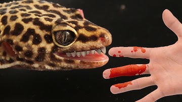 How To Stop Your Leopard Gecko Biting You!!