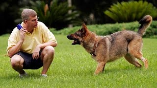 تعلم كيف تدرب كلبك علي الطاعة في دقيقتين فقط من الصفر حتي الأحتراف الدرس الاول
