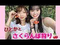 【ひとか❤️】さくらんぼ狩り🍒