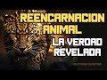 Reencarnación De Animales - ¡La VERDAD Revelada!