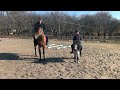 Обучение лошади. Совместная тренировка