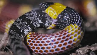 Коралловые змеи – Невероятно ядовитые ПОЖИРАТЕЛИ себе подобных!