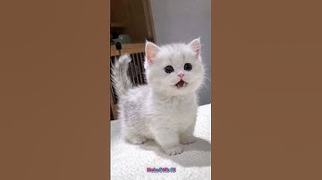 Thumbnail of napipupetta topopetti#cat #catsong #trending #cute #music #song #kitten #cutecat #pets #funny