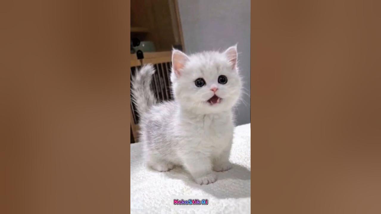 napipupetta topopetti#cat #catsong #trending #cute #music #song #kitten #cutecat #pets #funny napipupetta topopetti#cat #catsong #trending #cute #music #song #kitten #cutecat #pets #funny