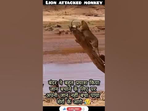lions attacked monkey || monkey fighting with lions || #shorts #viral #
