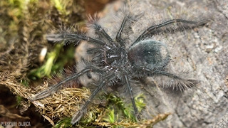 Unpacking Theraphosa blondi DZIĘKI MOIM PATRONOM!