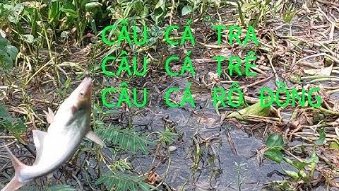 CÂU cá tra cá trê cá rô đồng đã luôn ( săn bắt ag)#caucatracatrecarodong#sanbatag
