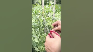 Smart techniques for cutting vegetables with scissors #shorts