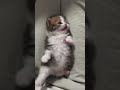 so cute #cat #cute #fyp #foryoupage #beranda