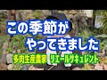 【多肉植物】この季節がやってきました2026年8月5日