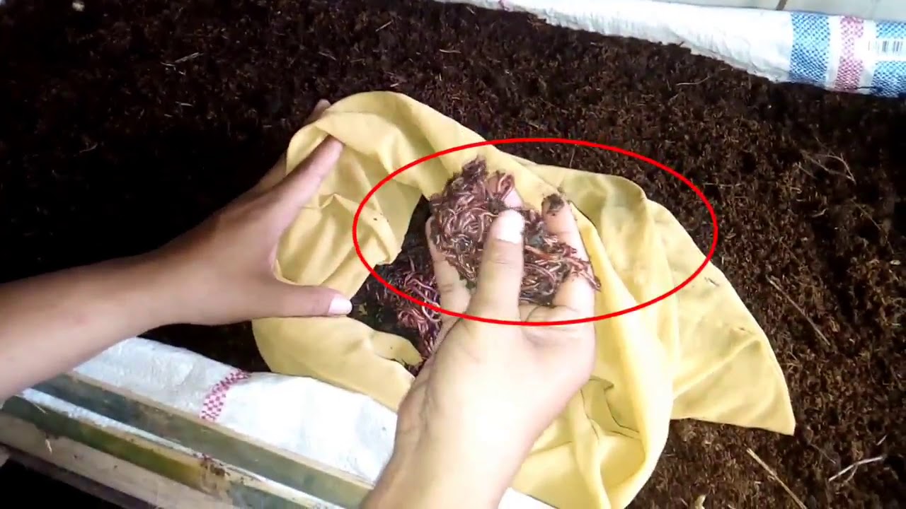 cara awal budidaya cacing kosmetik sederhana 